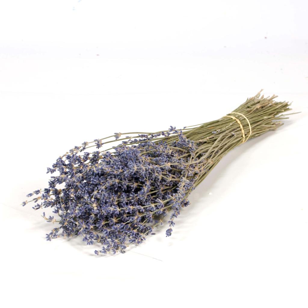 Trockenblume Lavendel, blau,  Bund zu DM 4cm